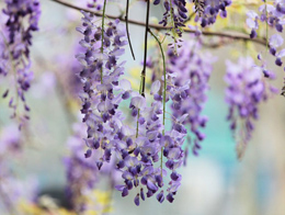 闪光盛开的紫藤萝高清花卉图片