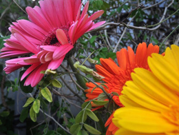 被名字耽误的非洲菊高清花卉图片